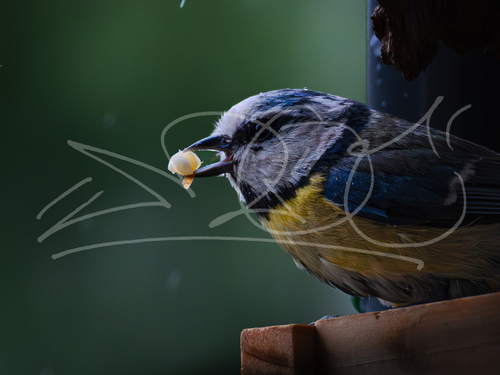 Nasse Blaumeise | Futtersuche im Regen. Das Essen können sie sich ja nicht liefern lassen. - Realisiert mit Pictrs.com