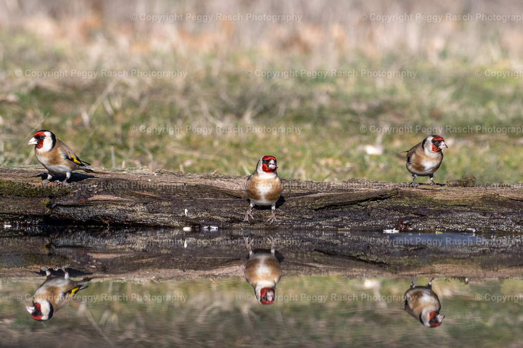Stieglitz (21) | PeggyRaschPhotography - Realisiert mit Pictrs.com