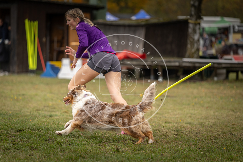 Pfotenfotografie_DV3A7384 | Hundefotografie, Tierfotograf, Pfotenfotografie, Fotoshooting Hund, Hunde Portrait, Hundesport, Hundeportraits, Heideshooting, Hunde, Sportfotograf, Hundefotograf, Turnierhundsport, THS,  - Realisiert mit Pictrs.com