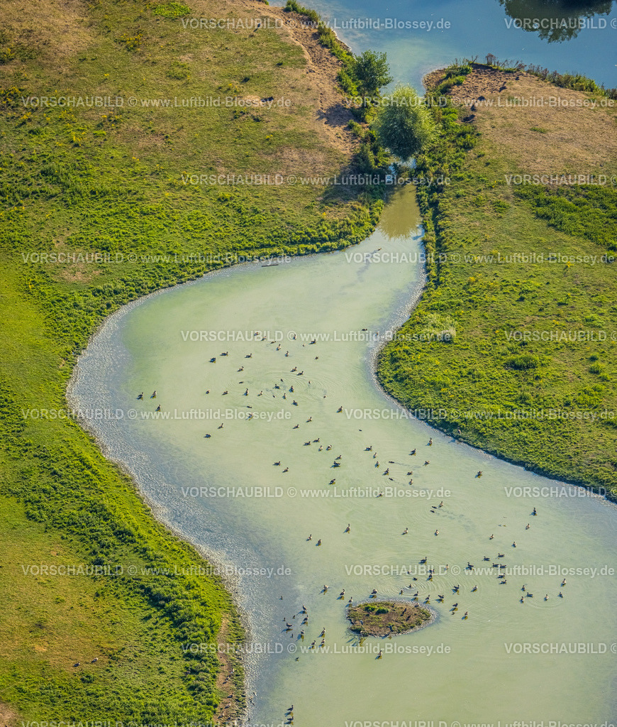 Hamm220805624 | Luftbild, Enten und Gänse im Teich in den Lippeauen, Heessen, Hamm, Ruhrgebiet, Nordrhein-Westfalen, Deutschland