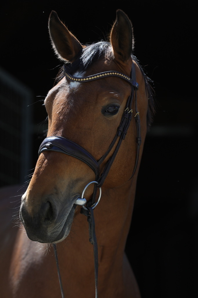 0P6A8906 | Willkommen bei Brunnmayr - Design & Fotografie – Ihrem Spezialisten für Reitturniere und Pferdeveranstaltungen in Oberösterreich, Salzburg und Bayern! Seit über 17 Jahren sind wir leidenschaftlich dabei.