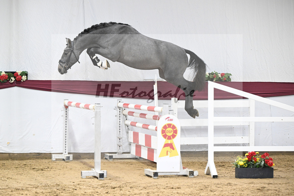 Kat-Nr. 88 Cero I x Arezzo VDL_Franz-Georg Ottmann_47252809 | hf-fotografie - Realizzato con Pictrs.com