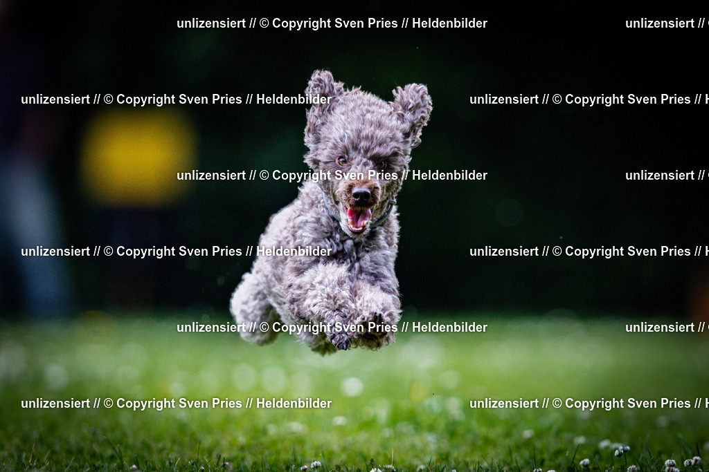 Sven Pries | 2025-05-29 - Pudelrennen KA-Durlach - Realisiert mit Pictrs.com