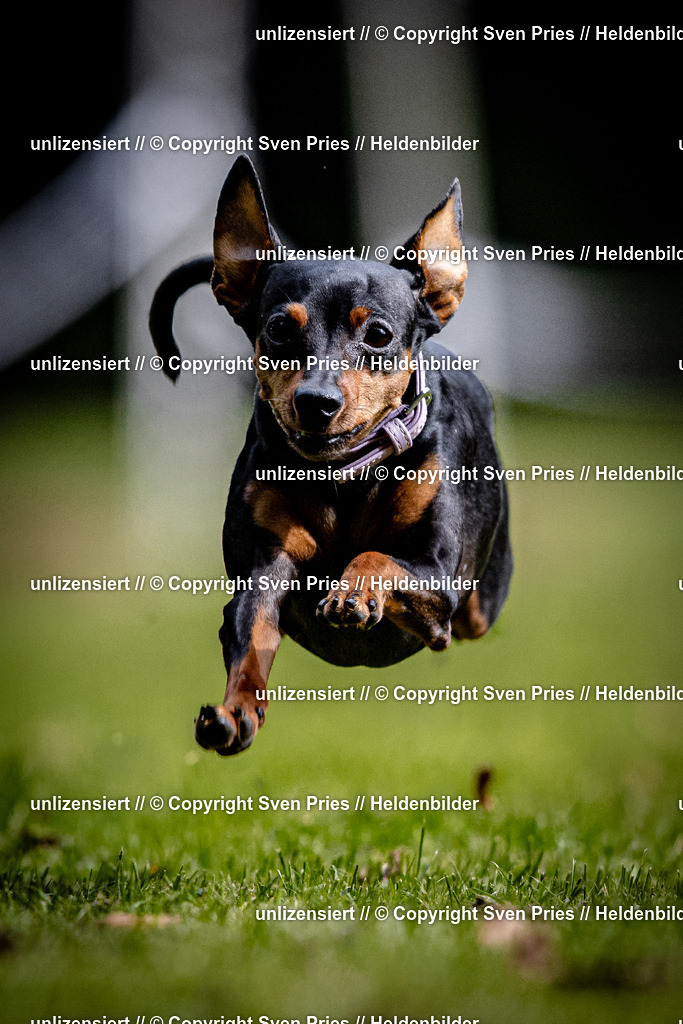 Sven Pries | 2025-10-03 - Hunderennen Obergrombach - Realisiert mit Pictrs.com