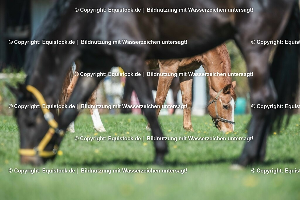 20210426_Pferd-auf-Koppel_0068 | equistock
