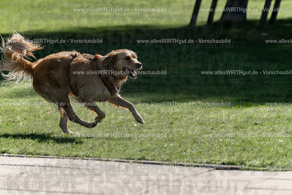 Hundeschwimmen_Volksbad_2026-allesWIRTHgut_Tierfotografie-2609061056-FAY06043 | Professionelle Tierfotografie in Mönchengladbach von Daniel Wirth (allesWIRTHgut). Liebevolle & natürliche Bilder von Hunden & Katzen für unvergessliche Erinnerungen.