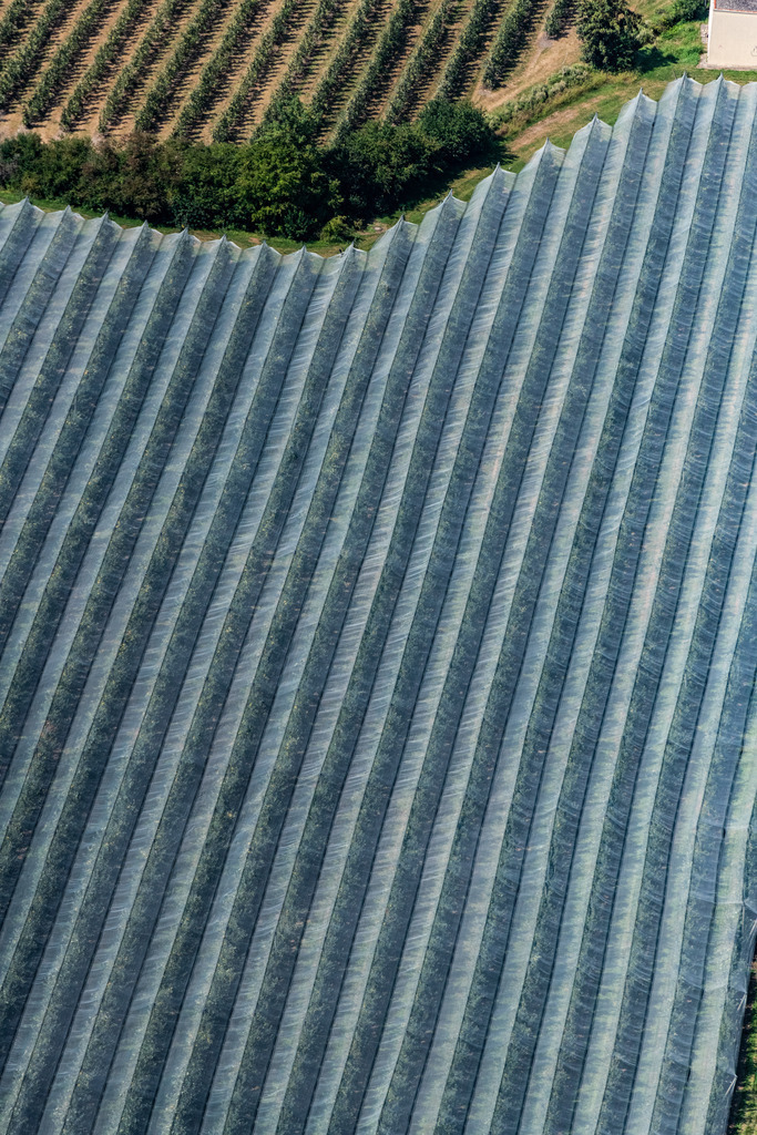 dr__0016279.jpg | TETTNANG 03.08.2018 Baumreihen einer Obstanbau- Plantage auf einem Feld in Tettnang im Bundesland Baden-Württemberg, Deutschland. // Rows of trees of fruit cultivation plantation in a field in Tettnang in the state Baden-Wurttemberg, Germany. Foto: Daniel Reiter