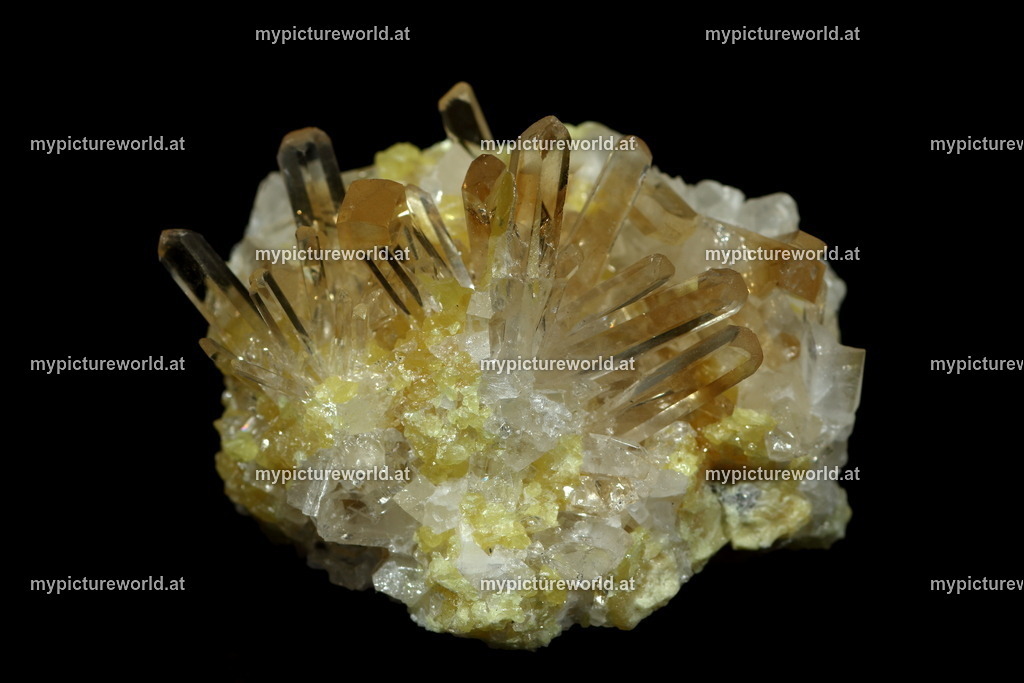 Coelestin-001 | Das Bilderarchiv über Tiere, Planzen und Landschaften. In der Bilddatenbank finden Sie ein große Auswahl an hochwertigen Bilder für Ihre Werbung - Realisiert mit Pictrs.com