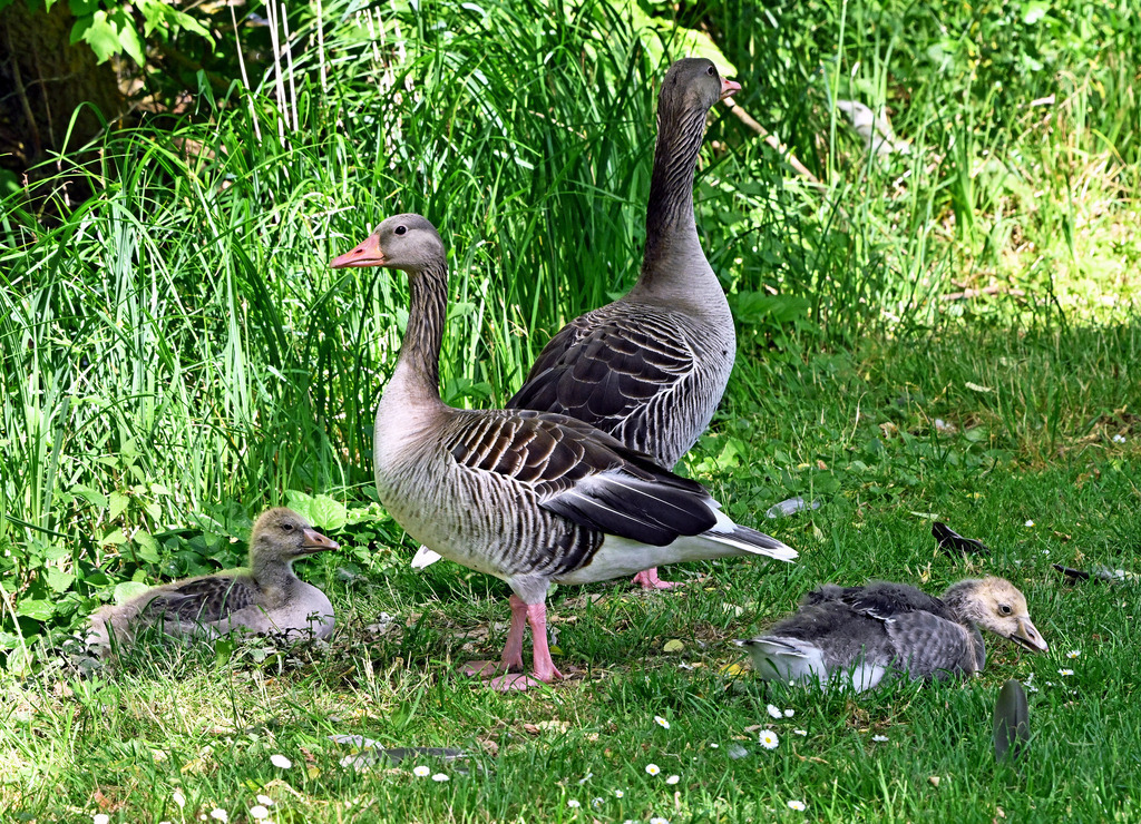 Graugansfamilie01 | lucisnaturbilder - Realisiert mit Pictrs.com
