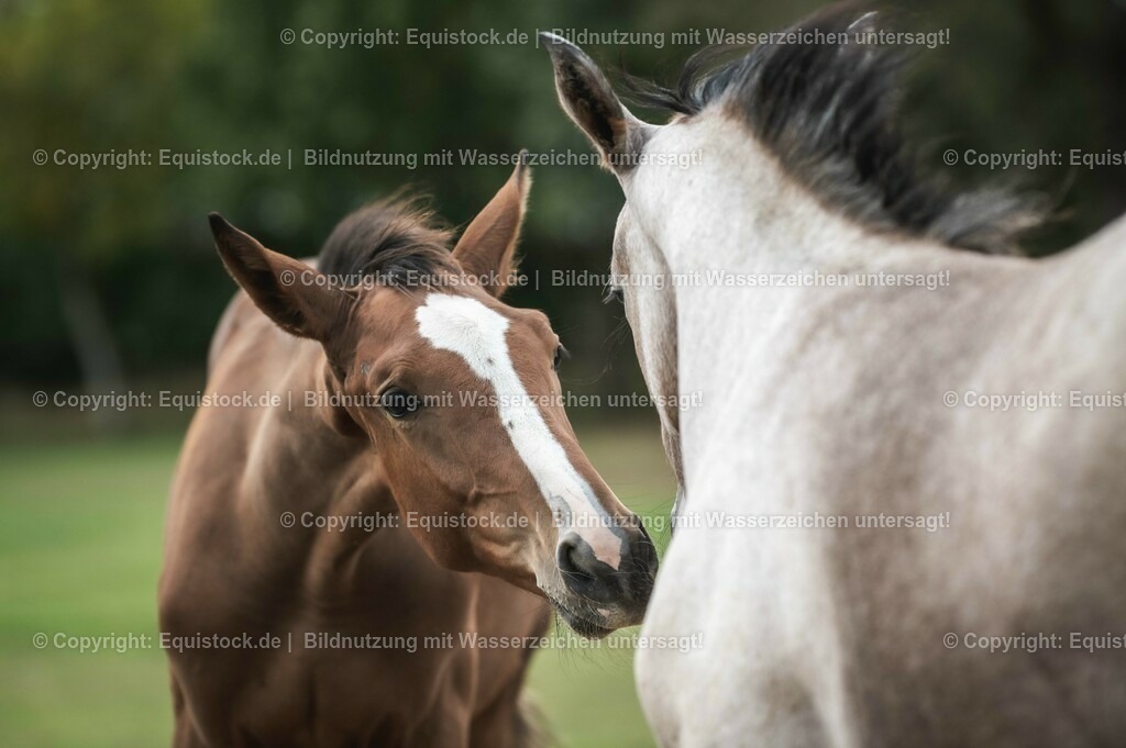 20201005_Fohlen_0081 | equistock