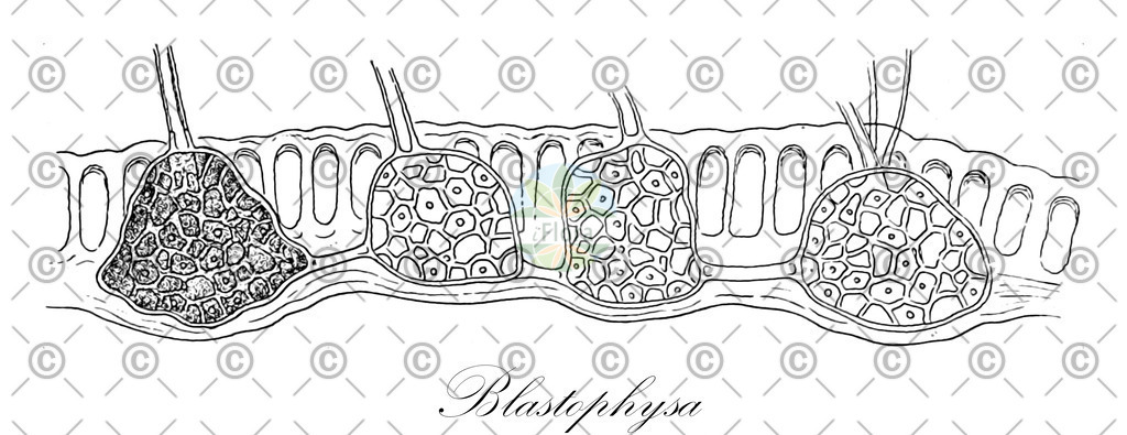 HistAbb_wfo-0001280636_1_ENZY_Simple | Historische Abbildung von Blastophysa - Chaetosiphonaceae (0) | Historical Illustration of Blastophysa - Chaetosiphonaceae (0)