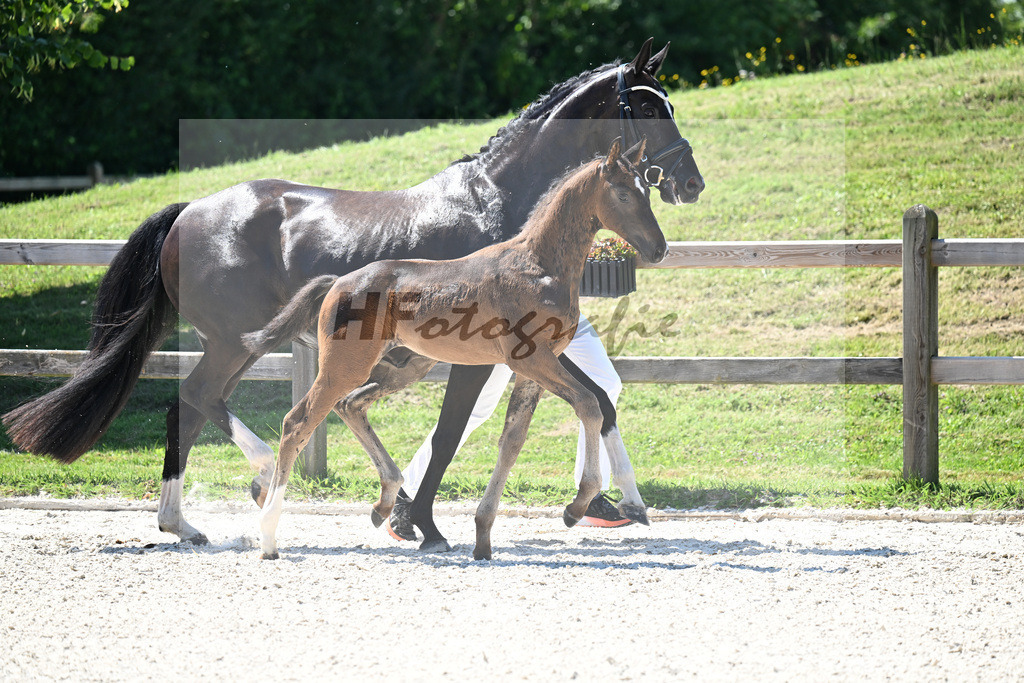 Kat-Nr. 24 Va Bene x Dante Weltino_HF_Winklmaier_24250558 | hf-fotografie - Realisiert mit Pictrs.com
