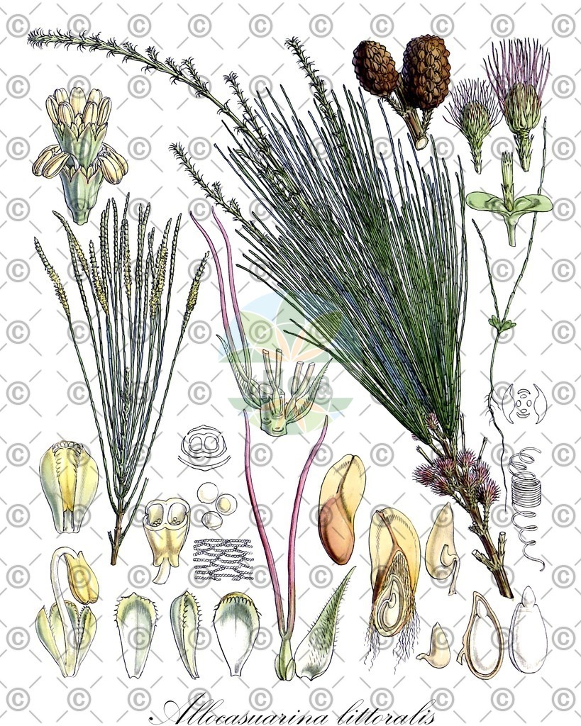 HistAbb_wfo-0000526460_1_ENZY_Simple | Historische Abbildung von Allocasuarina littoralis - Casuarinaceae | Historical Illustration of Allocasuarina littoralis - Casuarinaceae