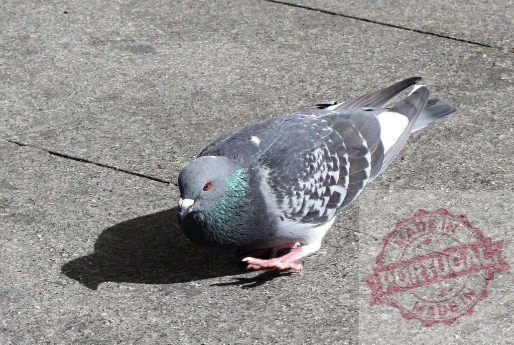 Pigeon resting on urban pavement with shadow | Pigeon resting on gray sidewalk pavement in natural daylight with strong shadow - Realized with Pictrs.com