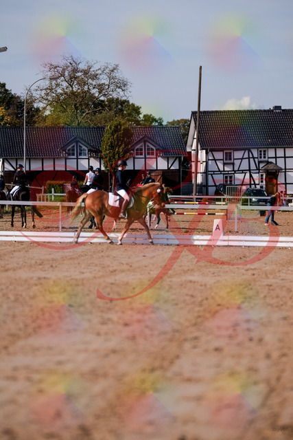 2026_10_03_Siefer-Hof_120057_Z81_03192460 | Professionelle Reitsport-, Turnier- und Eventfotografie von Robert Broda. Galerien mit ausgewählten und bearbeiteten Bildern direkt online ansehen und bestellen.