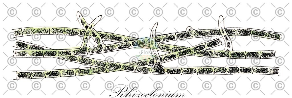HistAbb_wfo-0001163880_1_ENZY_Simple | Historische Abbildung von Rhizoclonium - Cladophoraceae (0) | Historical Illustration of Rhizoclonium - Cladophoraceae (0)