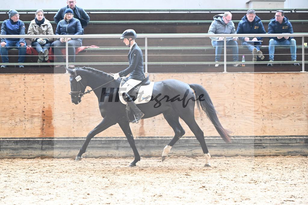 Kat-Nr. 8 Selma v. Don Royal_Eder_50250302 | hf-fotografie - Realisiert mit Pictrs.com