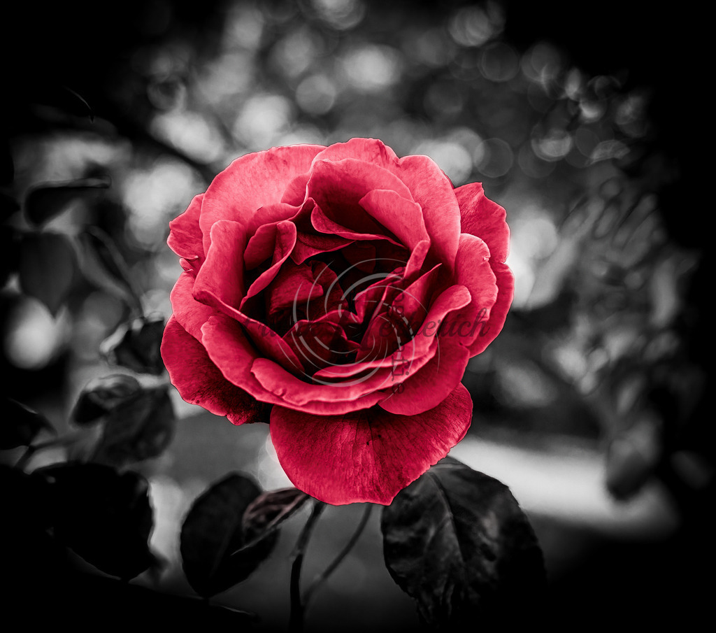 _X0A5902bea | Frank Herberich Fotografie, Frank Herberich, Fotografie, Hochzeit, Portrait, St. Peter Ording, Ording, Westerhever, Nordsee, Frank Fotografie, Hardheim,  Odenwald,Walldürn, Band,Eventfotografie - Realisiert mit Pictrs.com