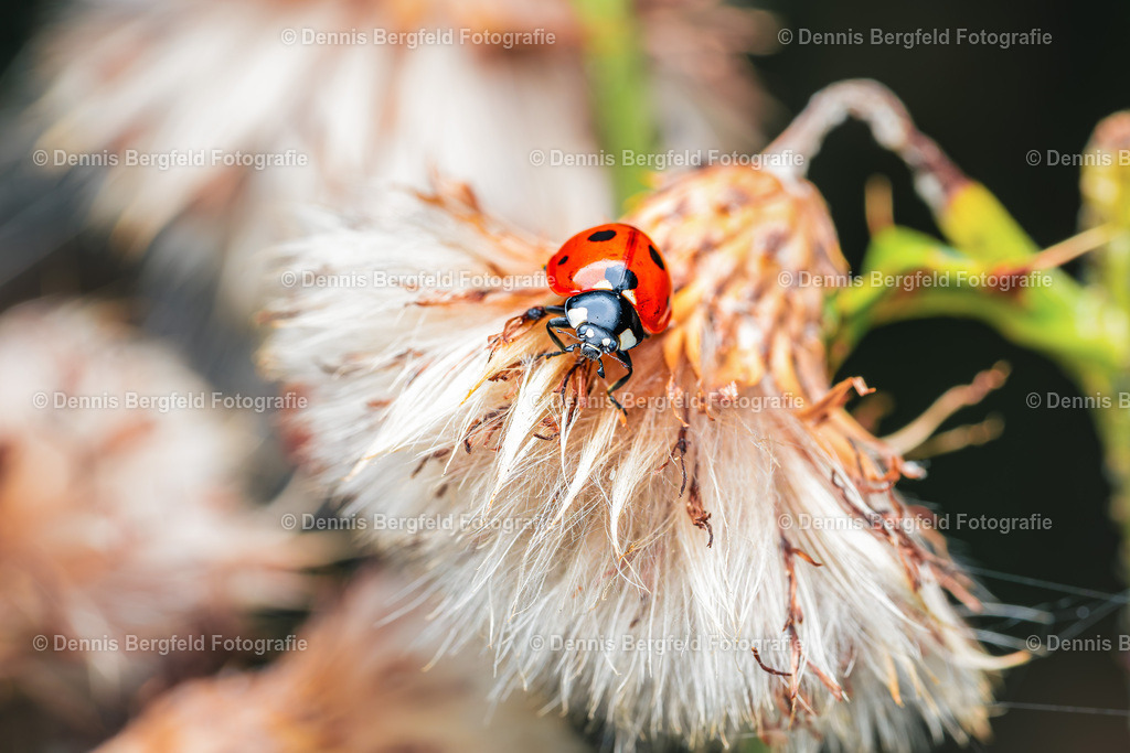 Marienkäfer 1 | Entdecken Sie Natur, Makro und Tierfotografie von Dennis Bergfeld.Besondere Momente und Details der Natur, hochwertig als Foto und Wandbild erhältlich. - Realisiert mit Pictrs.com
