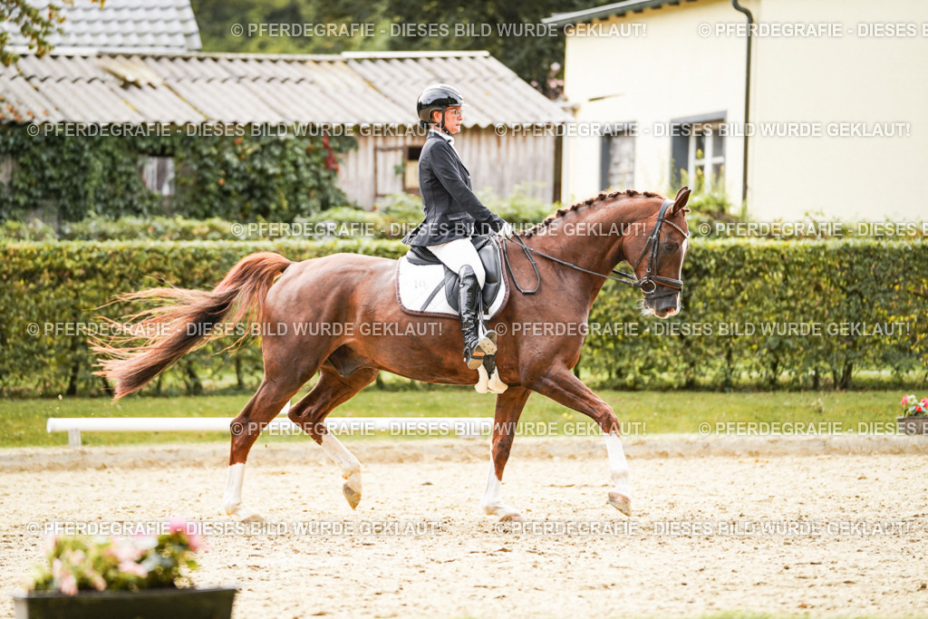 DSC01596 | Pferdegrafie