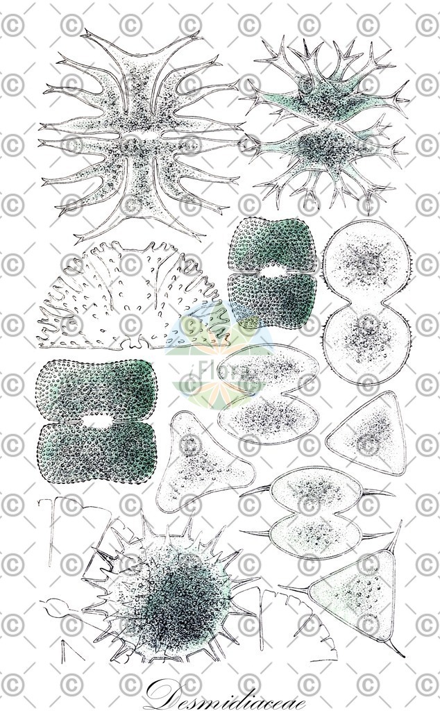 HistAbb_43MV_3_ENZY_Simple | Historische Abbildung von Desmidiaceae - Desmidiaceae (0) | Historical Illustration of Desmidiaceae - Desmidiaceae (0)