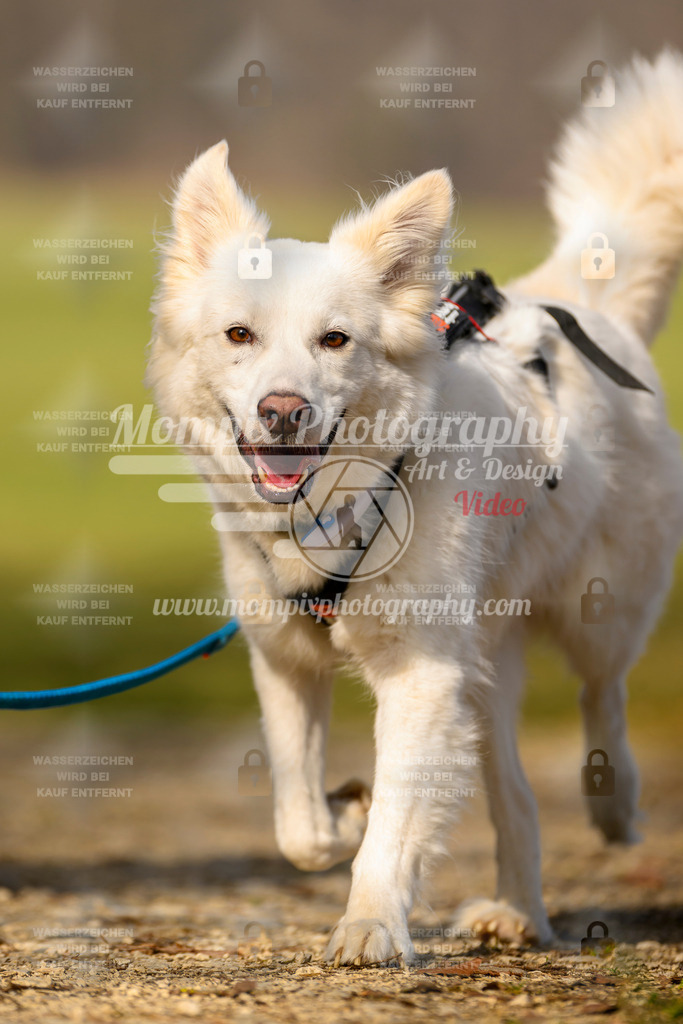 MompixPhotography_6ReiatRennen2026_SA_HappyDog-9 | PayLife