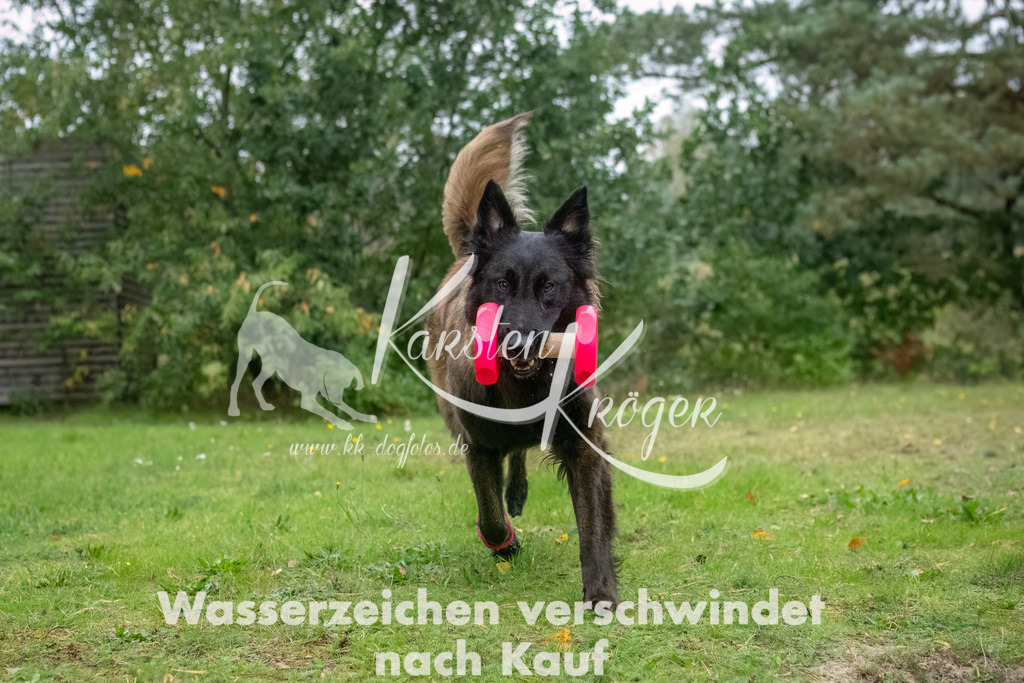 1036_ZZ92805-Bearbeitet | kk-dogfotos