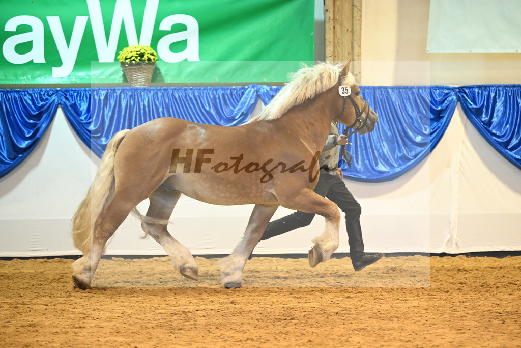 Kat-Nr. 35 Edwin II_Landgestuet Celle_53221197 | hf-fotografie - Realizzato con Pictrs.com
