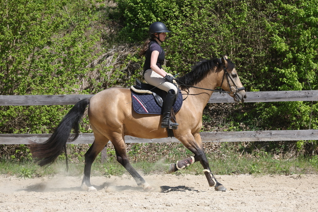0P6A8799 | Willkommen bei Brunnmayr - Design & Fotografie – Ihrem Spezialisten für Reitturniere und Pferdeveranstaltungen in Oberösterreich, Salzburg und Bayern! Seit über 17 Jahren sind wir leidenschaftlich dabei.