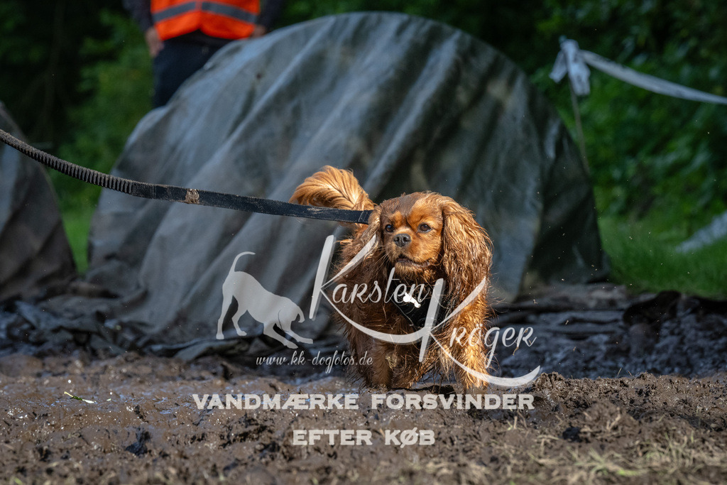 1727_ZZ92187 | kk-dogfotos
