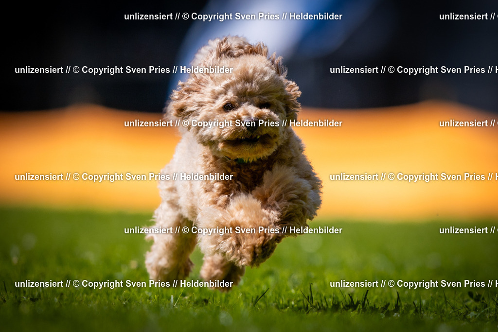 Sven Pries | 2025-08-10 - Hunderennen Durlach - Realisiert mit Pictrs.com