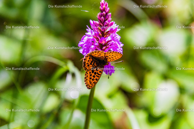 Manuela Strombach-Gauss-1344 | Kunstdruck-Postkarten von, analog und digital, handgemalten Postkarten und Bildern.
Außerdem Fotoprodukte in verschiedenen Ausführungen.
 - Realisiert mit Pictrs.com