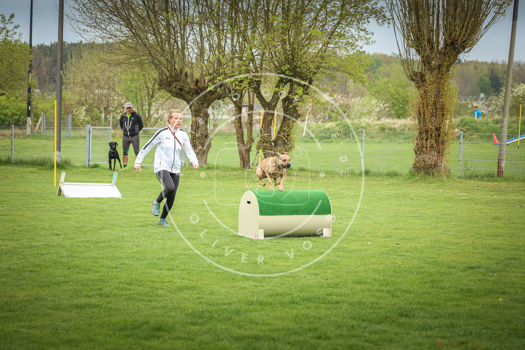 Pfotenfotografie_0L8A9478 | Hundefotografie, Tierfotograf, Pfotenfotografie, Fotoshooting Hund, Hunde Portrait, Hundesport, Hundeportraits, Heideshooting, Hunde, Sportfotograf, Hundefotograf, Turnierhundsport, THS,  - Realisiert mit Pictrs.com
