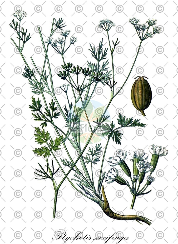 HistAbb_EMP_7711953_SRC_Schlechtendal_FLORAD_SIMPLE | Historische Abbildung von Ptychotis saxifraga - Apiaceae | Historical Illustration of Ptychotis saxifraga - Apiaceae