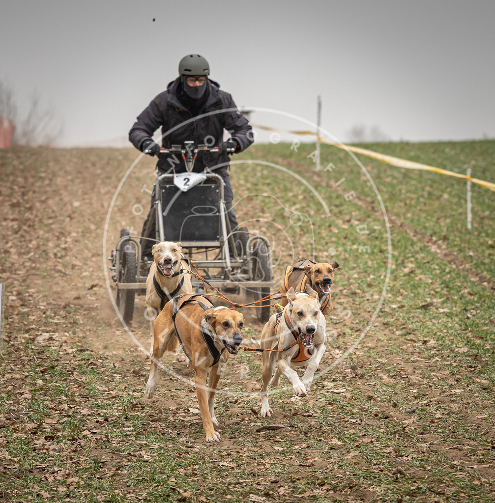 Pfotenfotografie_DV3A4347 | Hundefotografie, Tierfotograf, Pfotenfotografie, Fotoshooting Hund, Hunde Portrait, Hundesport, Hundeportraits, Heideshooting, Hunde, Sportfotograf, Hundefotograf, Turnierhundsport, THS,  - Realisiert mit Pictrs.com