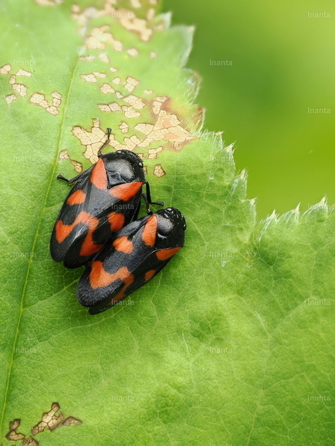 Gemeine Blutzikade(Cercopis vulnerata) | Die Gemeine Blutzikade (Cercopis vulnerata) ist eine 9–11 mm große, auffällig rot-schwarz gezeichnete Schaumzikade. Sie gehört zur Gruppe der Zikaden und wird häufig auf Wiesen und an Gebüschen beobachtet. –  – The Common Froghopper (Cercopis vulnerata) is a 9–11 mm striking red-and-black spittlebug. It belongs to the true bugs (Hemiptera) and is commonly seen in meadows and on shrubs. - Realisiert mit Pictrs.com