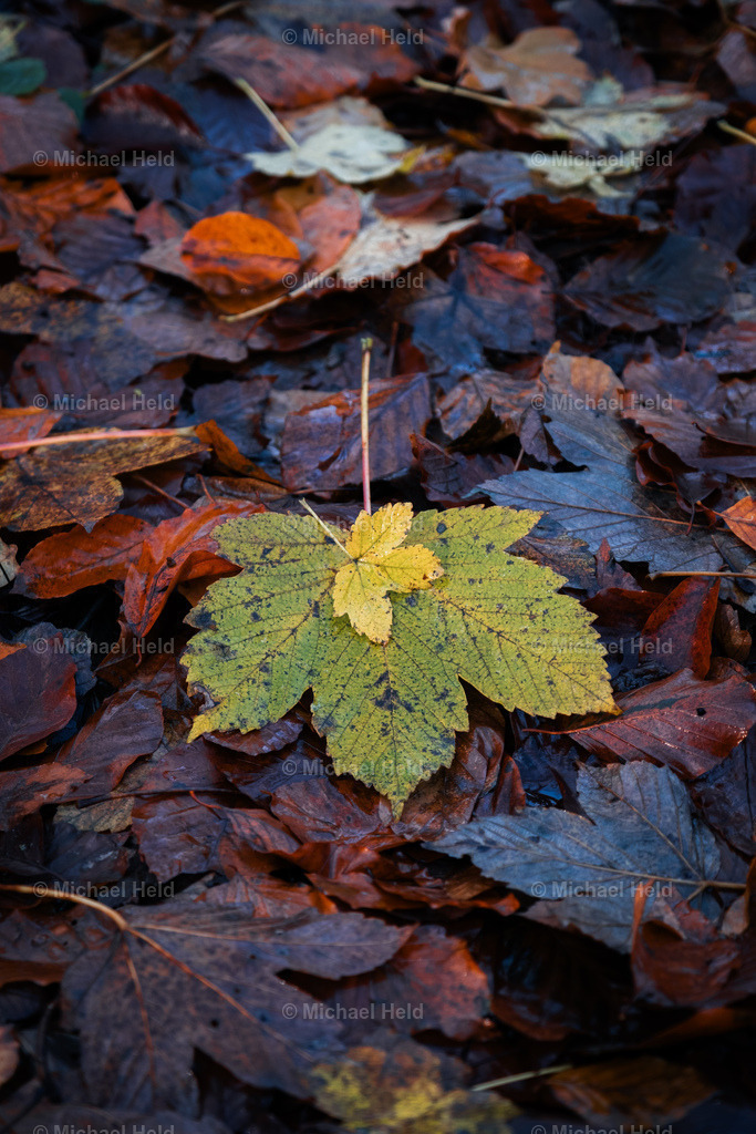 Herbstlaub | Profi-Fotos über Schleswig-Holstein und dem ganzen Norden für Büro, Hotel, Ferienhaus, Ferienwohnung, Wohnzimmer, Arztpraxis uvm. jetzt bestellen. - Realisiert mit Pictrs.com