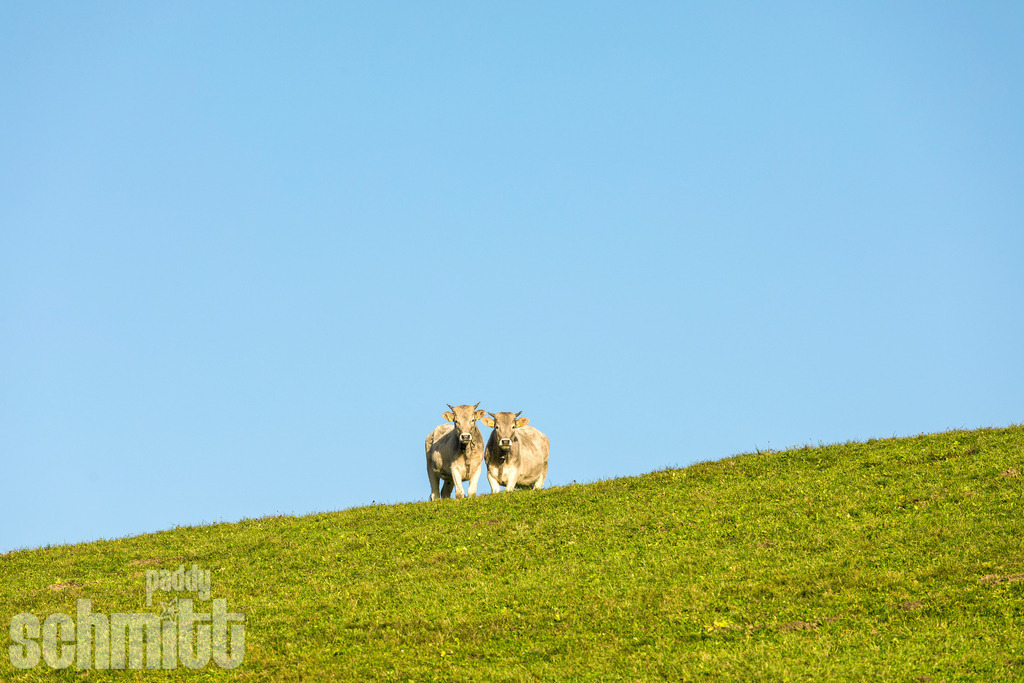 PS-Tiere-2026-90 | Entdecke die größte Bildgalerie der Region mit Fotografien aus dem Allgäu, der Bodenseeregion, Oberschwaben, dem Donautal und der Schwäbischen Alb. Landschaften, Luftaufnahmen und Reisefotografie als Wandbild und Fotokunst. - Realisiert mit Pictrs.com