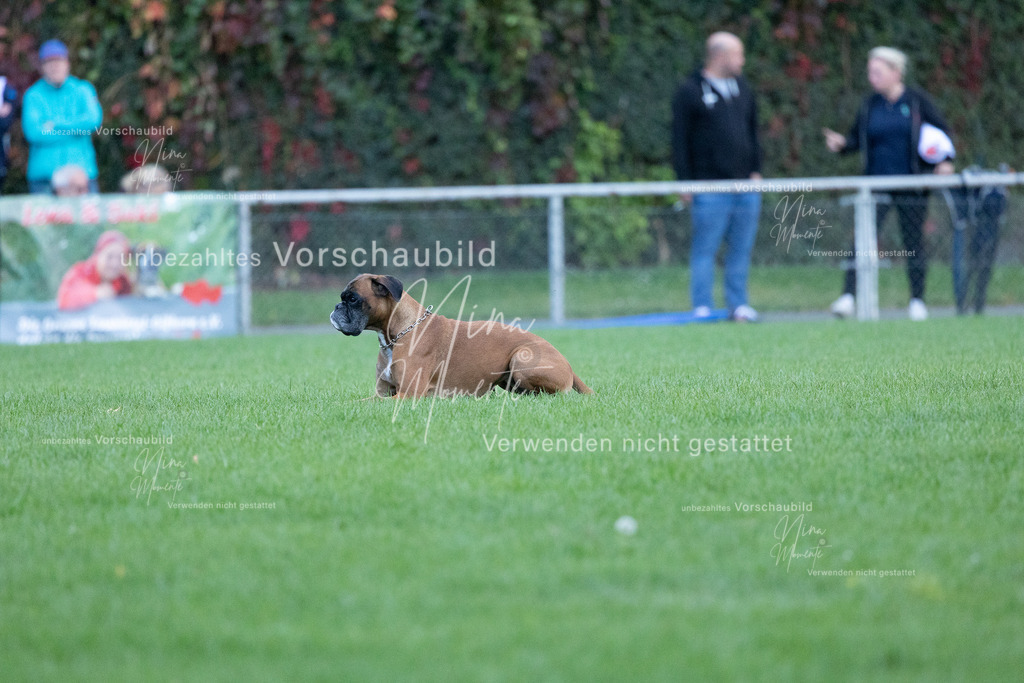 _16A4735 | Einzigartige Fotos von Hunden & Menschen –Actionfotos, Portraits, Vereinsaufnahmen & Paarshootings – authentisch, lebendig & mit Herz.