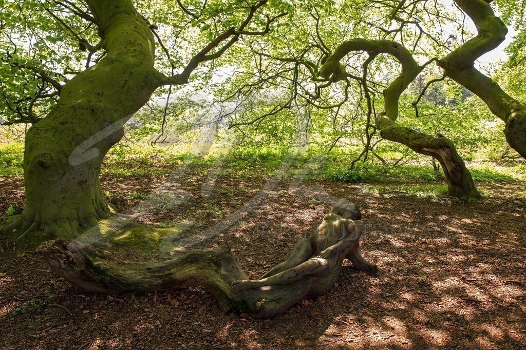 NatureArt-SÜNTELBUCHEN_7056 | Verlängerung der Wurzelkurve | #003 | Modell: Fee | Foto: Dirk Ludwig - Realisiert mit Pictrs.com