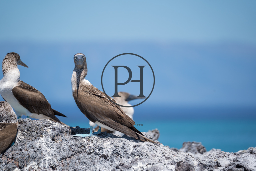 Blaufußtölpel | Philipp-Heist - Realisiert mit Pictrs.com