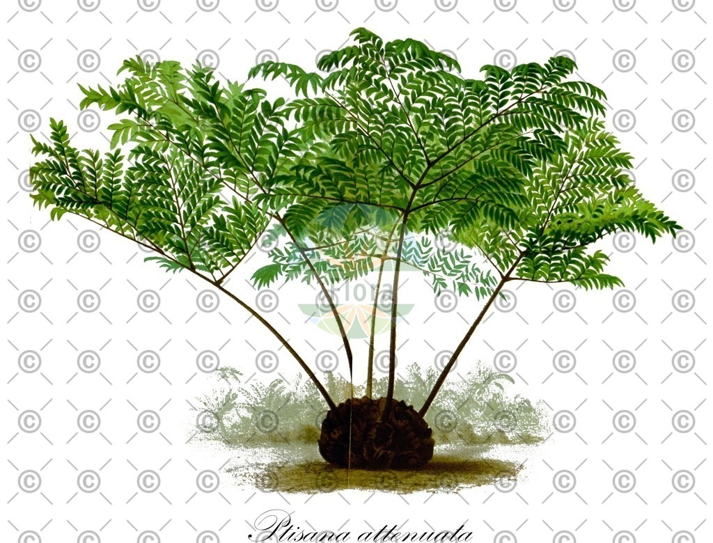 HistAbb_wfo-0001171748_1_ENZY_Simple | Historische Abbildung von Ptisana attenuata - Marattiaceae | Historical Illustration of Ptisana attenuata - Marattiaceae
