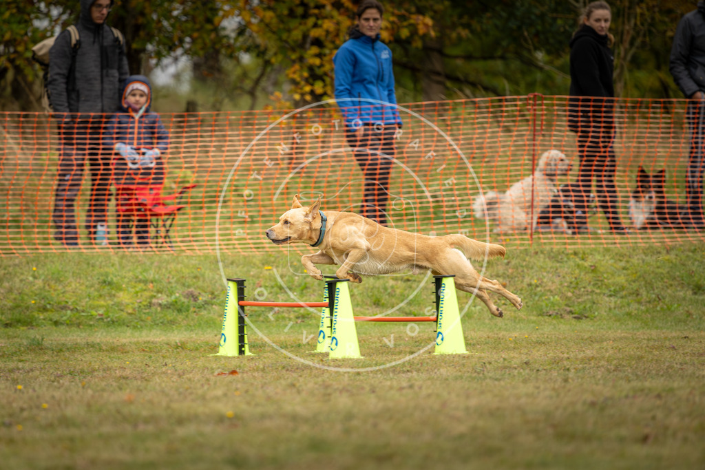 Pfotenfotografie_DV3A4451 | Hundefotografie, Tierfotograf, Pfotenfotografie, Fotoshooting Hund, Hunde Portrait, Hundesport, Hundeportraits, Heideshooting, Hunde, Sportfotograf, Hundefotograf, Turnierhundsport, THS,  - Realisiert mit Pictrs.com