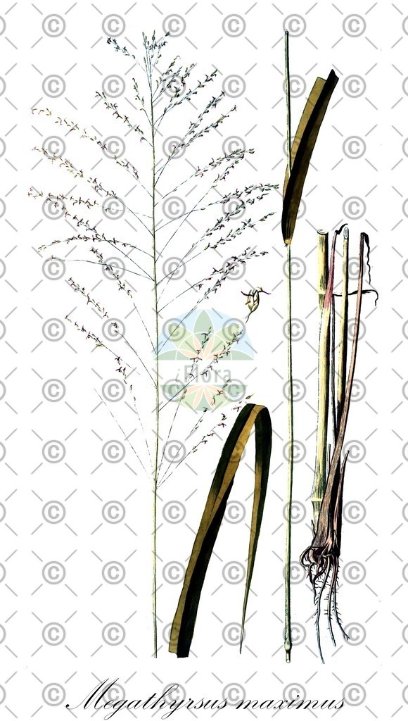HistAbb_wfo-0000239316_1_ENZY_Simple | Historische Abbildung von Megathyrsus maximus - Poaceae | Historical Illustration of Megathyrsus maximus - Poaceae