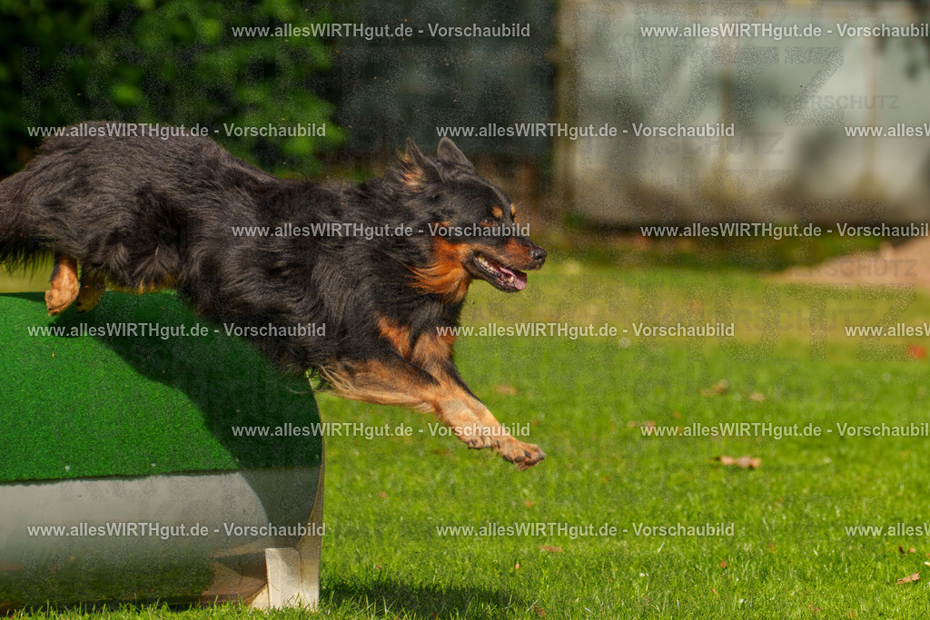 THS_Turnier_27-09-2026-allesWIRTHgut_Tierfotografie-7R506558 | Professionelle Tierfotografie in Mönchengladbach von Daniel Wirth (allesWIRTHgut). Liebevolle & natürliche Bilder von Hunden & Katzen für unvergessliche Erinnerungen.