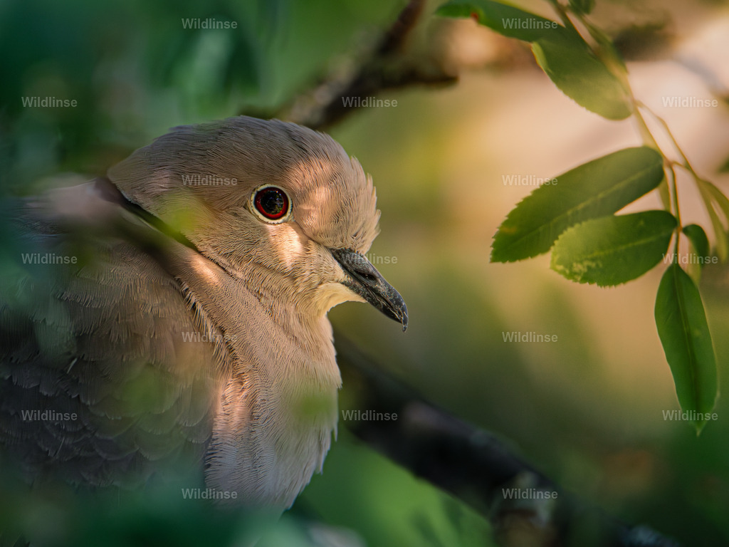 Wildlinse-230614-1 | Willkommen bei Wildlinse. Wildtierfotografien aus Schleswig-Holstein: Entdecke einzigartige Fine-Art-Prints und Poster, die Ruhe, Wildnis und die Schönheit unserer heimischen Tierwelt in dein Zuhause bringen. - Realisiert mit Pictrs.com