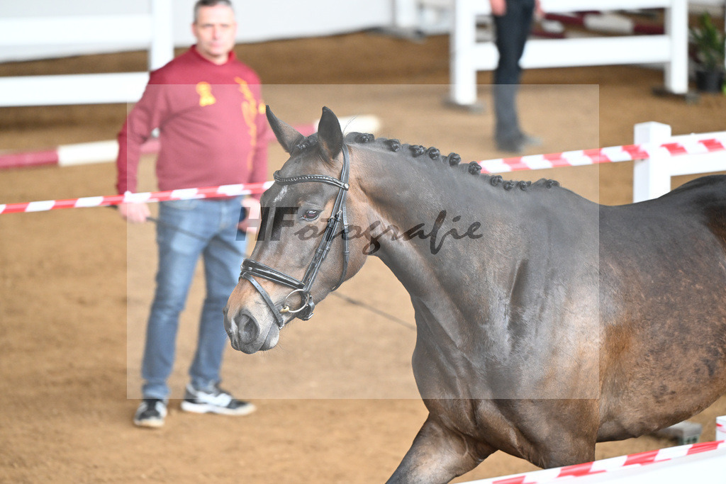 Kat-Nr. 42 Qlassic Girl v. Qlassic Bois Margot_HS Sportpferde GbR_9240832 | hf-fotografie - Realizzato con Pictrs.com