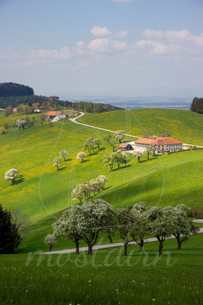 Birnbaumblüte Schattenspiele im Mostviertel | Die Landschaft des Mostviertels von seiner schönsten Naturseite. Wundervolles Schattenspiel, ein blauer Himmel mit Wolken. Und der typische 4 Kanter im Bild. Wundervolles Wandbild zum Aufhängen.  - Realisiert mit Pictrs.com
