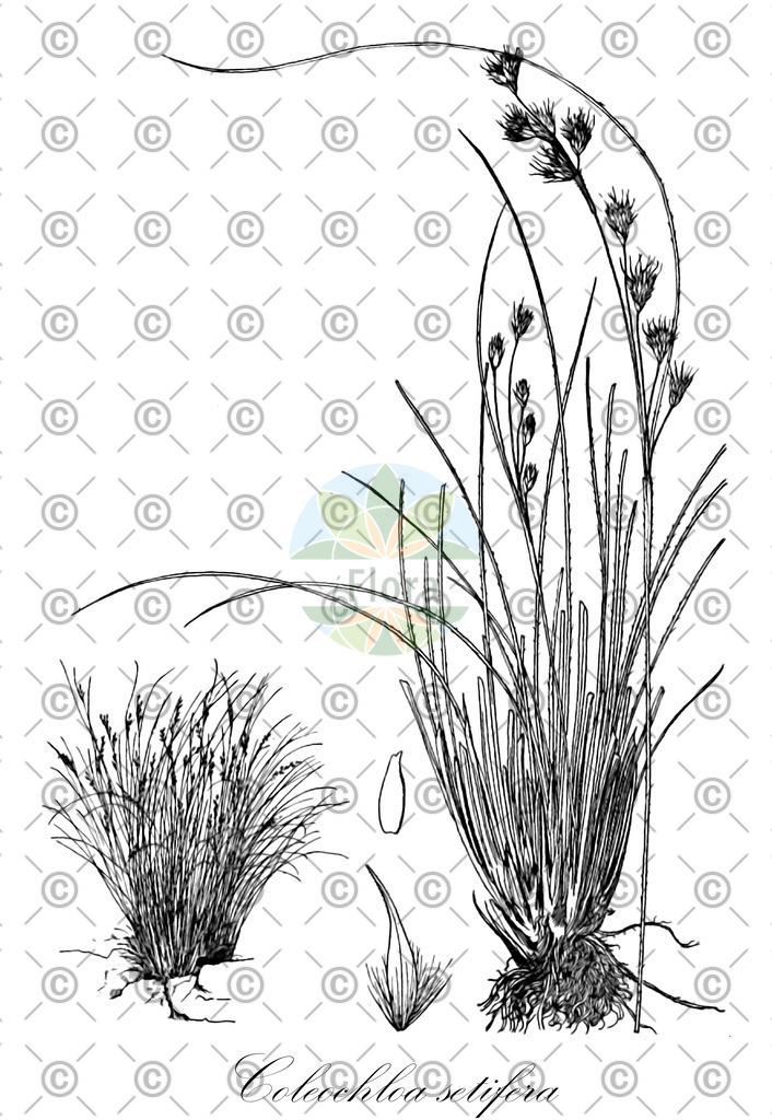 HistAbb_wfo-0000027844_1_ENZY_Simple | Historische Abbildung von Coleochloa setifera - Cyperaceae | Historical Illustration of Coleochloa setifera - Cyperaceae