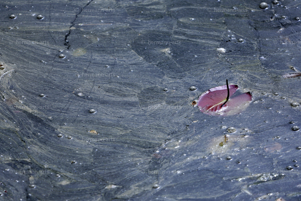 Bagno_09_07_24_DPP-72 | Photo Foto Kunst Art schwarzweiss Bilder Rheine Münster Berlin Blumen 